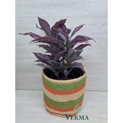 Medium Jute Planter