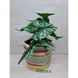 Medium Jute Planter
